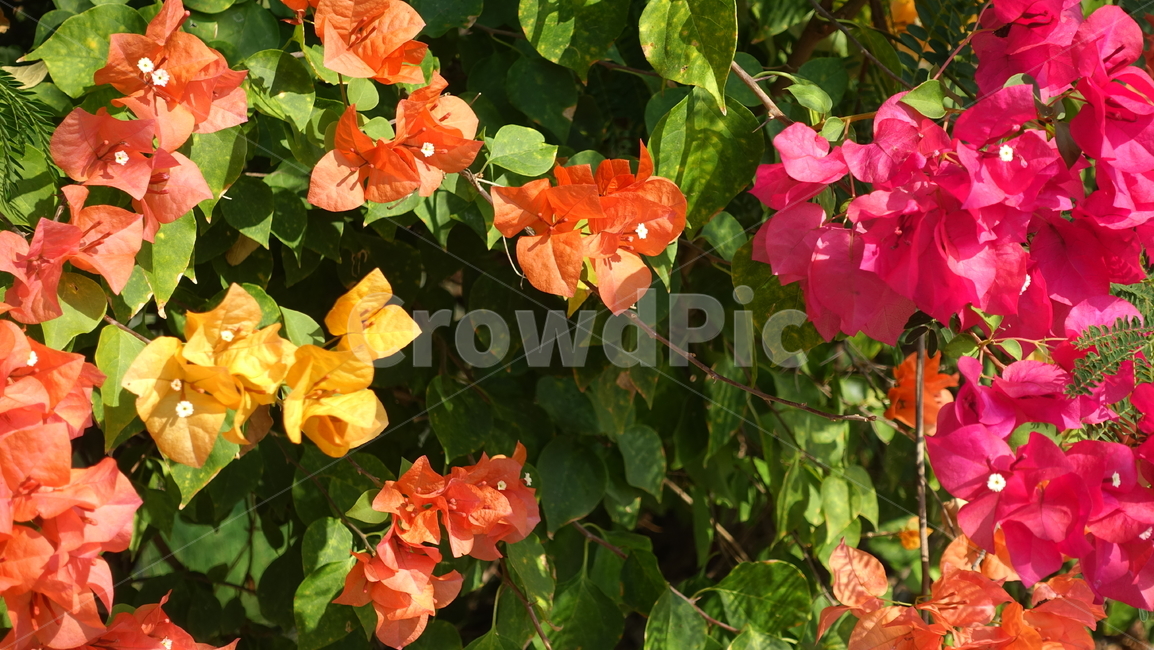 summer,outdoor,여름,야외,flower,꽃,plant,식물,blossom,노란꽃,붉은꽃