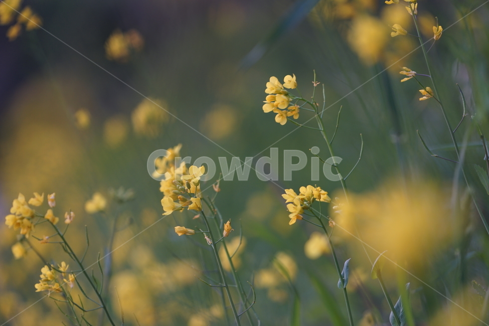 봄,자연,녹색,싱그러움,벚꽃,감성,개나리,식물,자연,plants,nature,꽃,flower