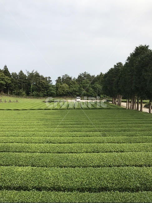 녹차밭,제주녹차,다원,농작물,재배,식물,greentea,밭,녹차,자연,풍경,nature,landscape,field,들,plant,grass,잔디