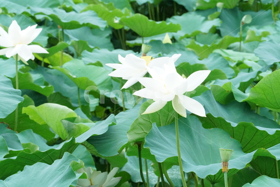 연꽃,백련,련꽃,lotus,수련과,수중식물,담수초,식물,땅속줄기