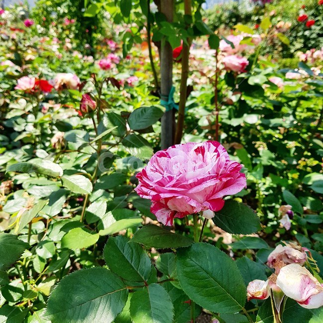 장미,식물,분홍장미,꽃밭,나무,식물,자연,plants,nature,꽃,flower