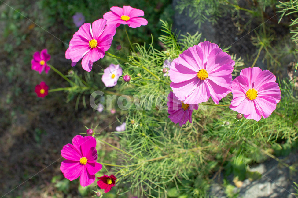 화분,화단,plant,flower,blossom,꽃,제라늄,geranium,식물,식물,자연,plants,nature,꽃,flower