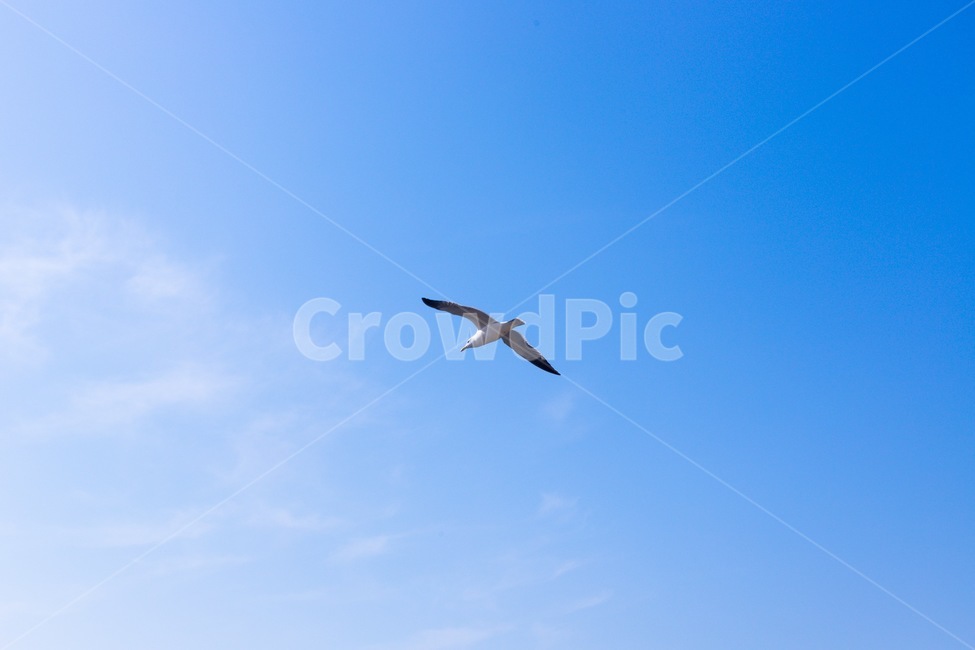 바다,갈매기,자연,여름,바닷가,하늘,동물,animal,조류,새,birds
