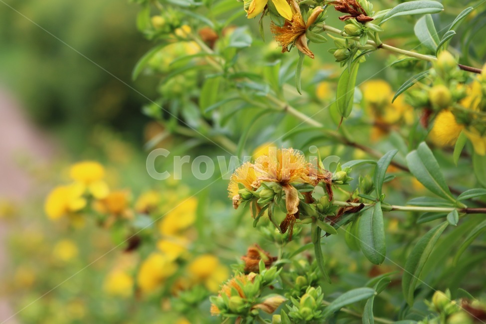 꽃,노랑,초록,자연,식물,flower,hana,yellow,kiiro,green,midori,nature,plants,shokubutsu,식물,자연,plants,nature,꽃,flower