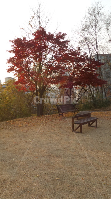 자연,가을,풀,감성,풍경,낙엽
