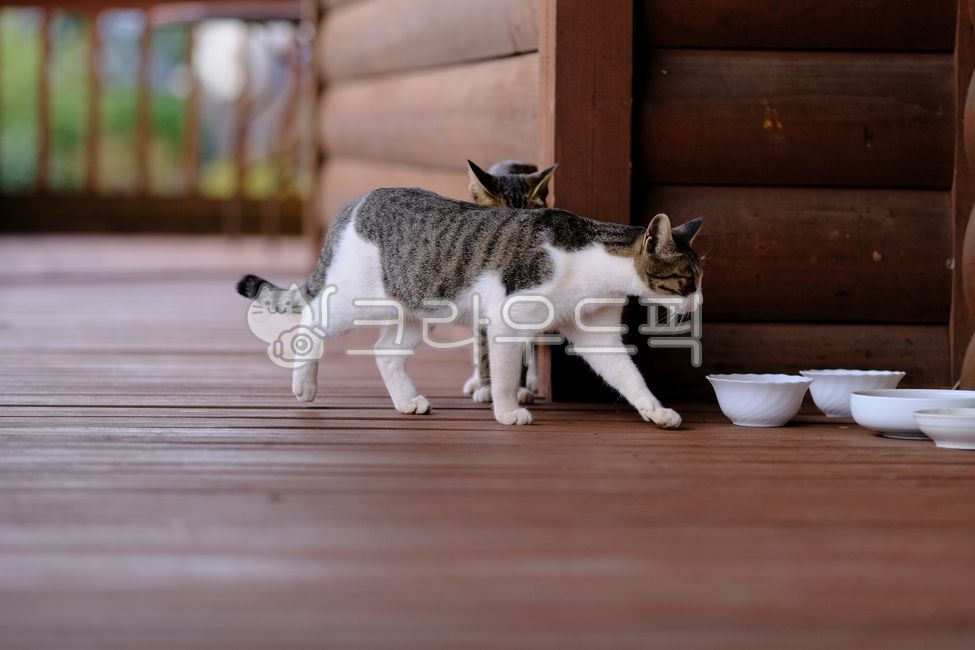 flooring,tabby cat,cute,kitty,catfamily,beautiful,kitten,stray cat,mammal,Asshole,white cat,cat,Agaengi,streetcat,wood,straycat,Kitten,pet,family cat,hardwood,rest,streetcatfamily,attractive,nature,alleycat,baby cat,morning,Pets,sunlight,baby,animal,famil