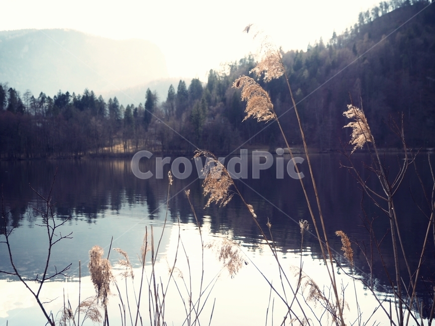 grass,plant,식물,lawn,잔디,reed,갈대