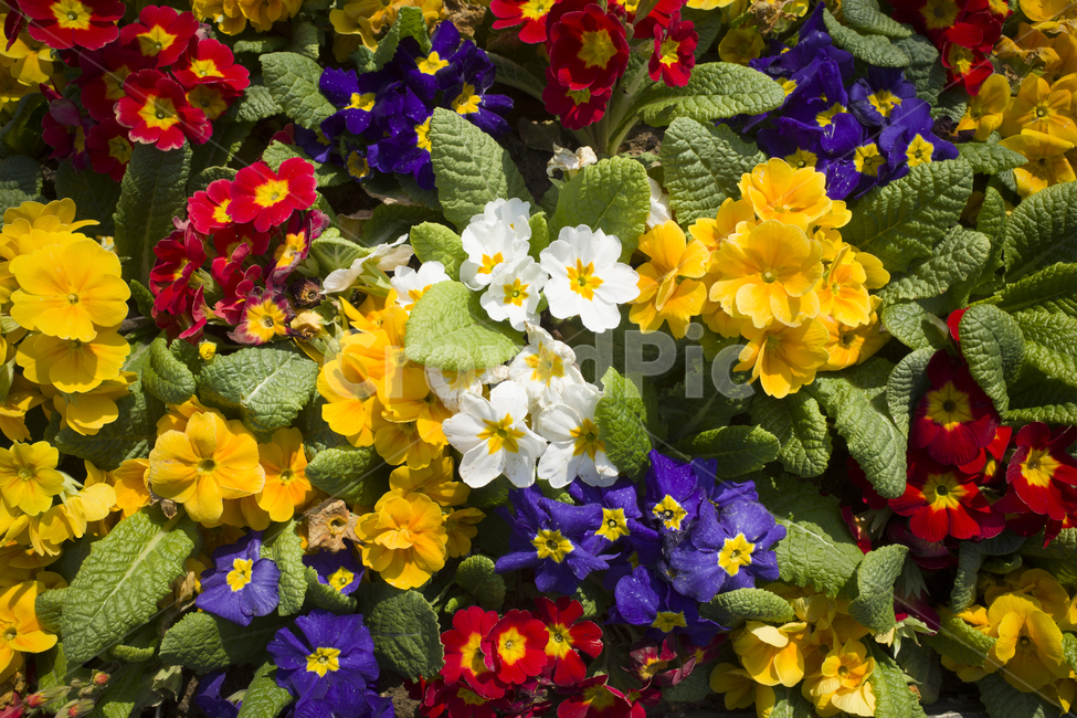 blossom,꽃,flower,봄,4월,plant,식물,colorful,garden,spring,red,yellow,purple,배경,background,floral,nature