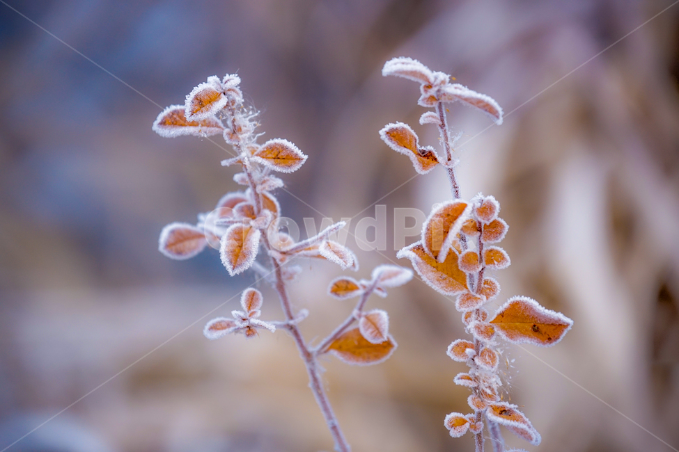 서리,서릿꽃,감성,식물,겨울,계절,접사,클로즈업,겨울,계절,winter,season,식물,자연,plants,nature