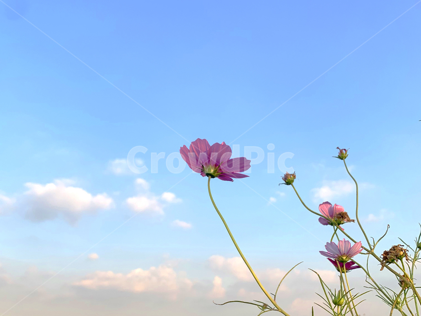 가을,가을감성,코스모스,가을하늘,꽃,식물,cosmos,plant,flower,하늘,구름,감성,식물,자연,plants,nature,꽃,flower
