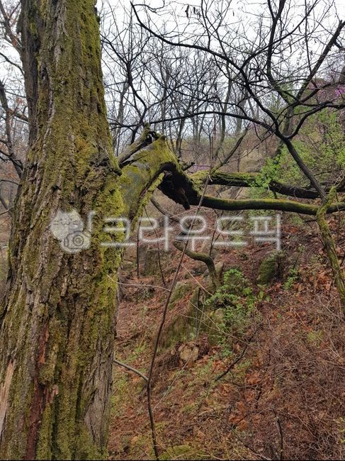 이끼,이끼나무,고목,treetrunk,나무줄기,tree,나무,plant,식물