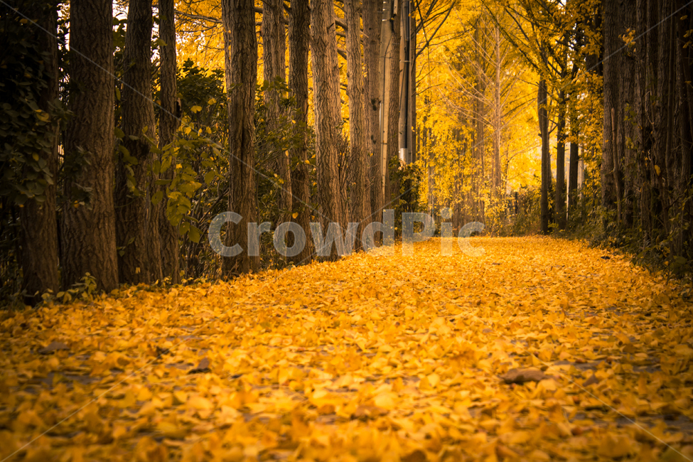 garosugil,tree,leaf,road,ginkgo tree road,plant,maple,ginkgo,ginkgo tree,autumn,ginkgo leaf