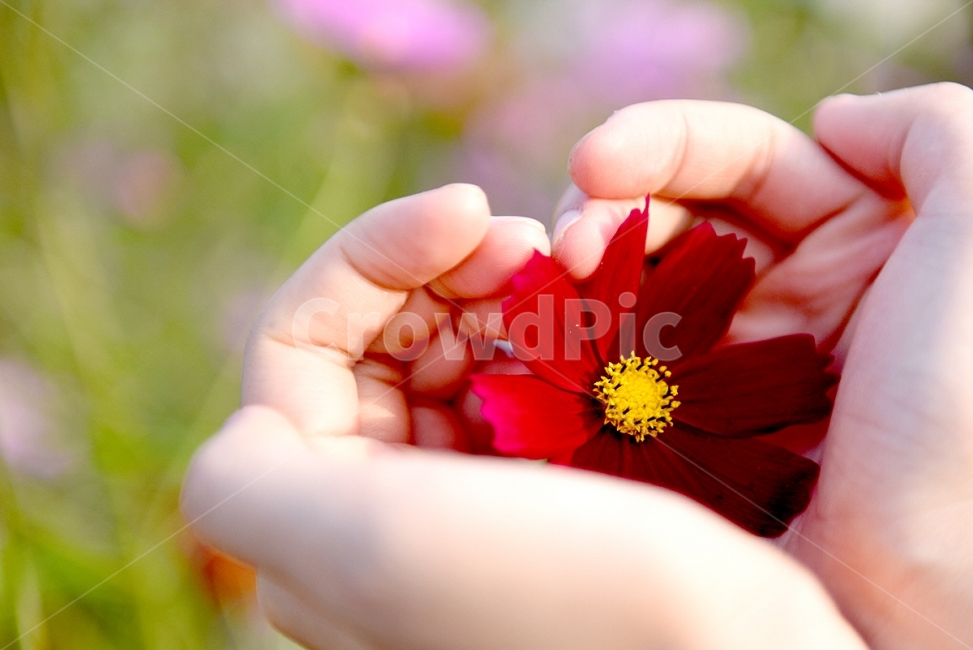 코스모스,가을,꽃,가을풍경,손,가을,계절,fall,autumn,season,식물,자연,plants,nature,꽃,flower,사람,인물,인간,human,person,신체일부,몸,body,감성,sensible,feeling,plant