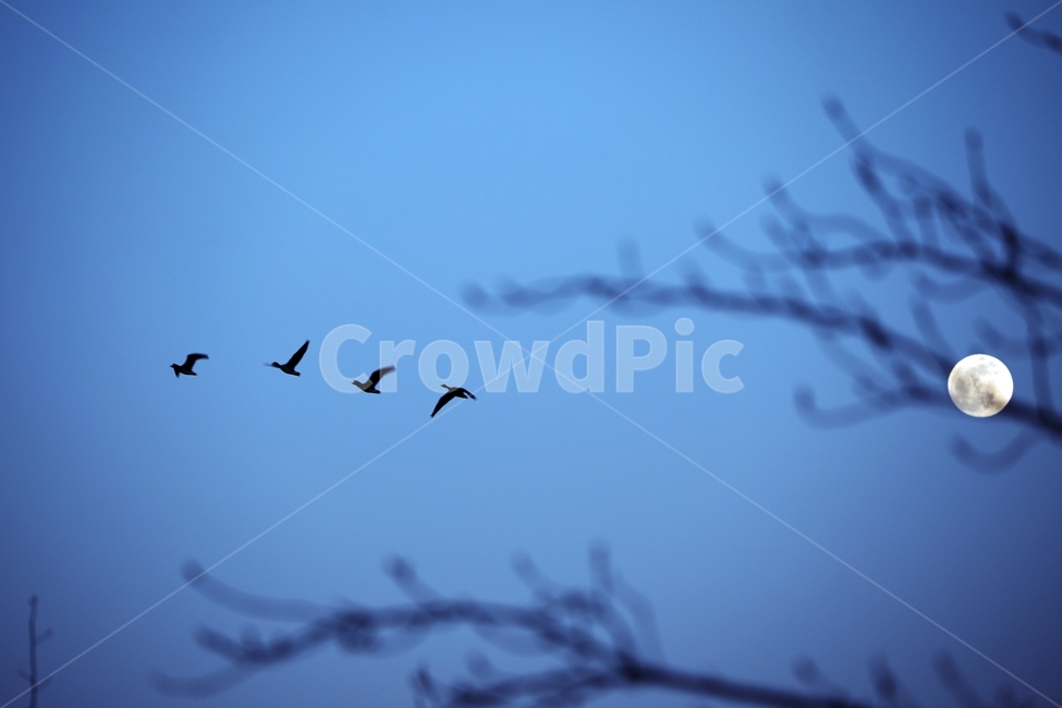 새,동물,기러기,철새,생태사진,생태,자연,animal,bird,nature,wild,wildlife,주남저수지,창원,창원시,겨울철새