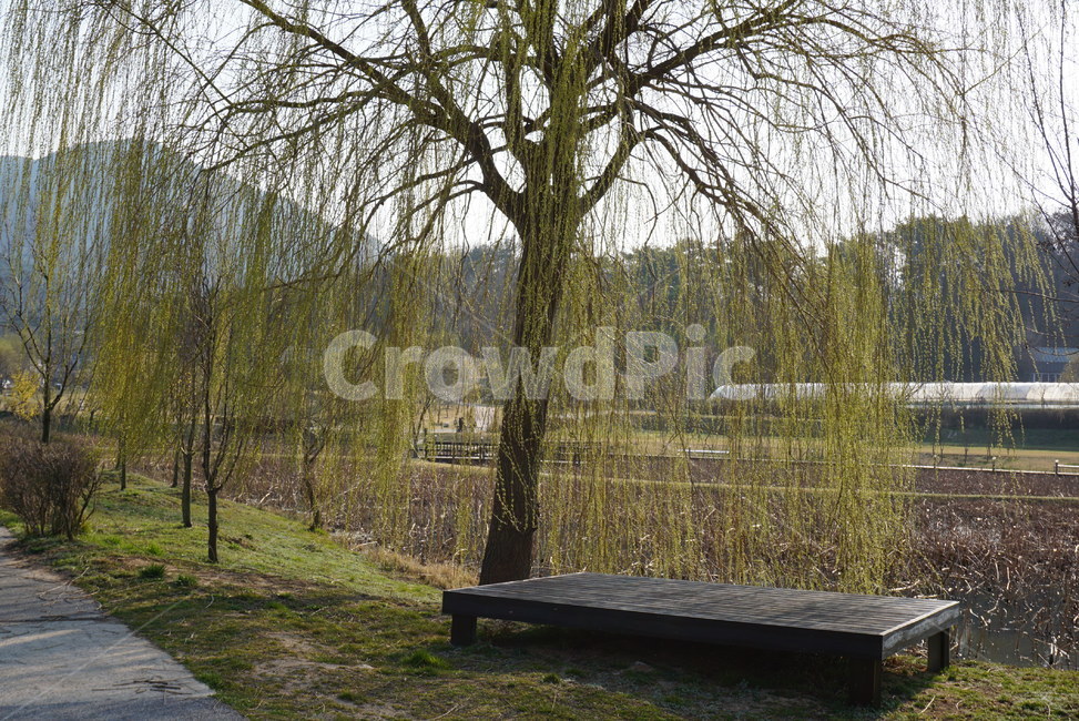 plant,식물,tree,나무,furniture,가구,bench,벤치,정자,느티나무,느티나무정자