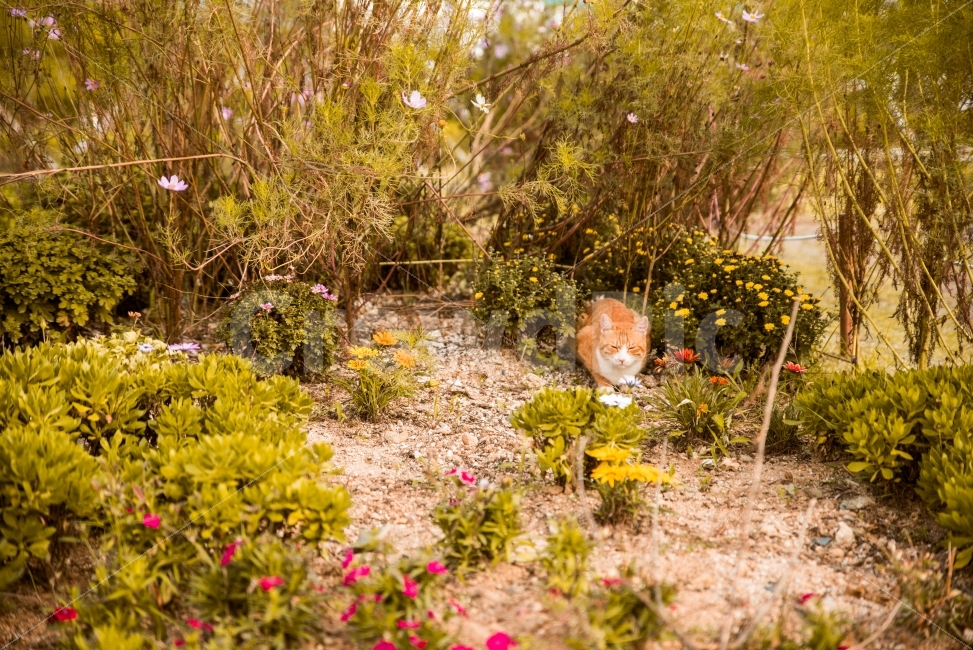 길냥이,길고양이,공원,풍경,고양이,코리안숏컷,동물,animal,포유류,mammal,고양이,cat,kitten,kitty,감성,sensible,feeling