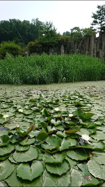 식물,꽃,연꽃,수련,연못,연잎,자연,풍경,여름,녹색,green,자연,풍경,nature,landscape,land,땅,outdoors,옥외,plant,lily,백합,blossom,flower,water,물