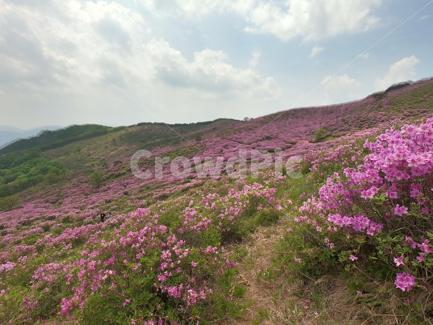 산,철쭉,자연,황매산,꽃