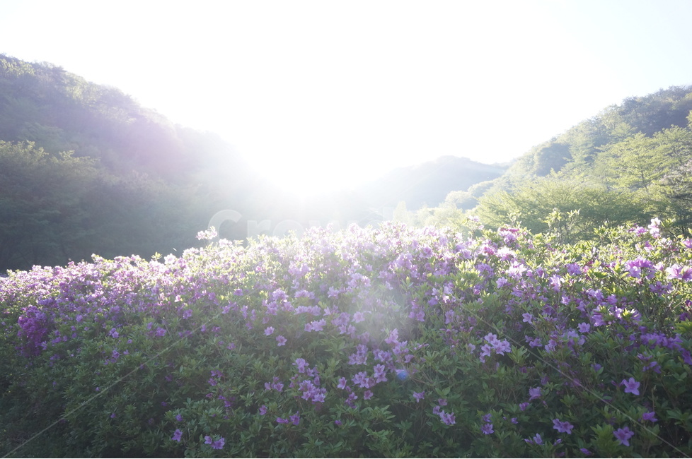 산,철쭉,분홍,파랑하늘,나무,아침,햇살,봄,봄,계절,spring,season,자연,풍경,nature,landscape,plant,식물,flower,꽃,blossom