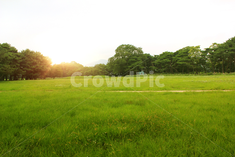 잔디,공원,park,나무,grass,bright,countryside,field,forest,garden,green,land,lawn,plant,summer,tree,오후,빛,라이팅,sun,sunset,nobody,자연,풍경,nature,landscape,식물,들,outdoors,옥외,grassland,목초지