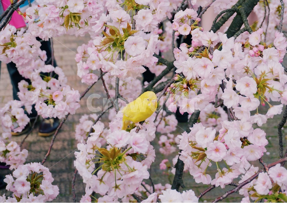 봄,벚꽃,체리블라썸,사쿠라,감성사진,spring,flower,nature,season,꽃핑크,봄꽃,cherryblossomes,자연,벚꽃나무,식물,계절,핑크,벚나무,개화,봄,계절,spring,season,식물,자연,plants,nature,꽃,flower,동물,animal,조류,새,birds,감성,sensible,feeling,plant,blossom,cherry blossom