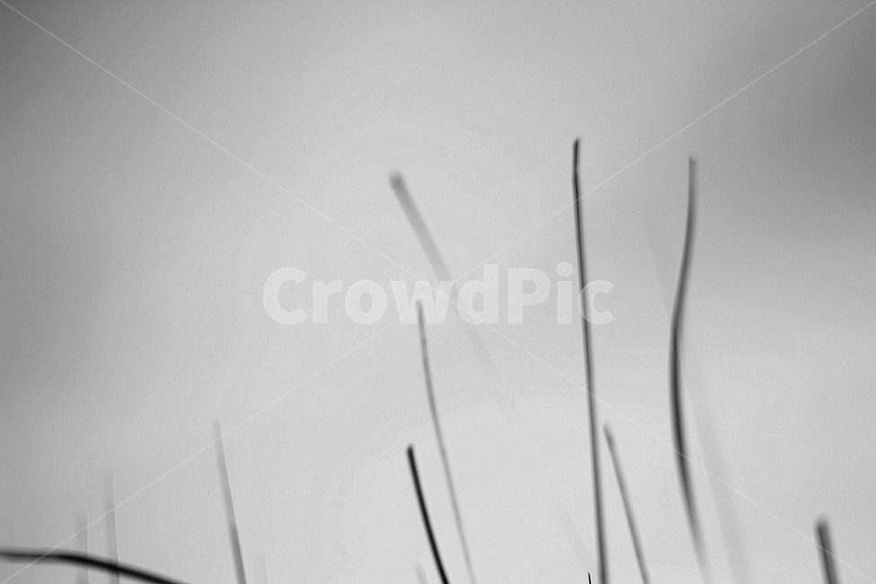 plant,식물,grass,lawn,갈대,흑백사진,흑백,모노톤,monochrome,black and white