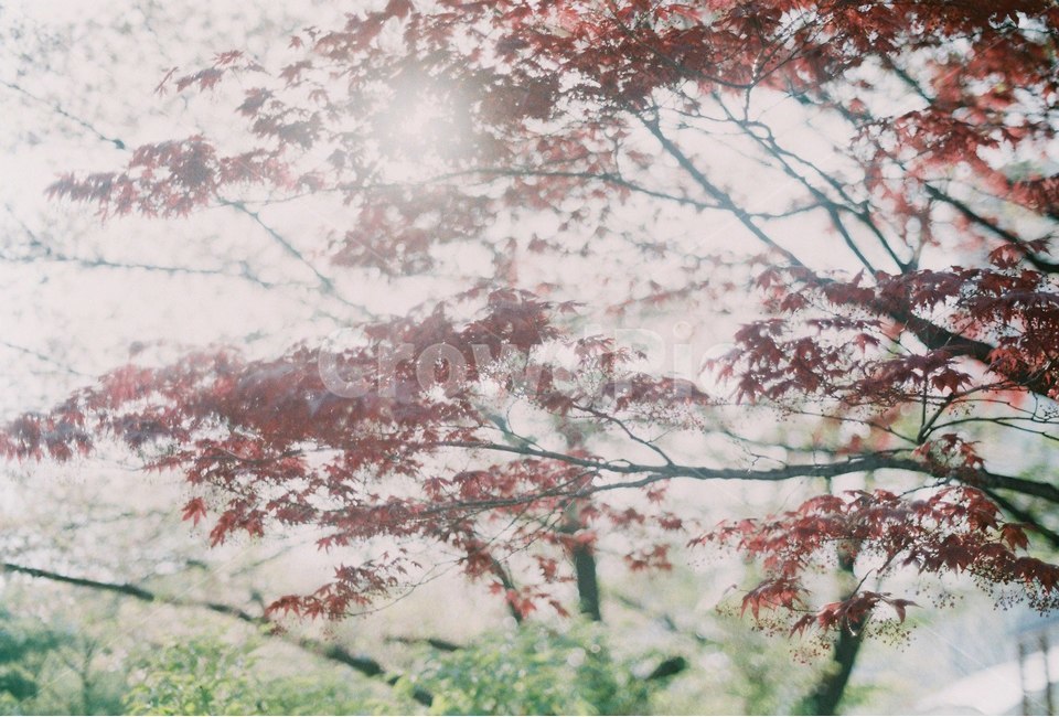 꽃,나무,감성,식물,자연,봄,식물,자연,plants,nature,감성,sensible,feeling