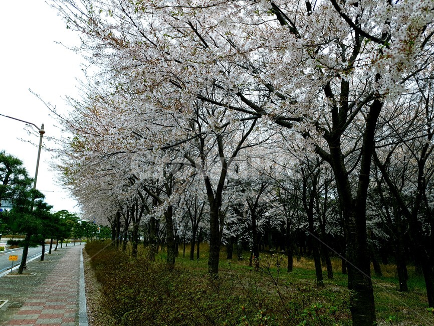 봄,벚꽃,한가로운,spring,벚꽃길