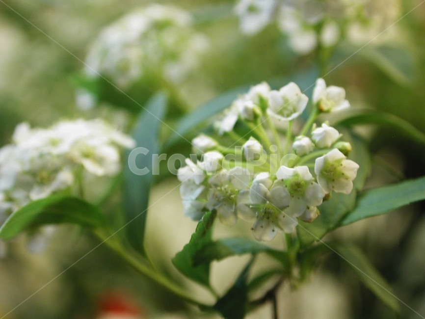 꽃,식물,바탕화면,배경,자연,화사한,클로즈업,flower,식물,자연,plants,nature,꽃,flower