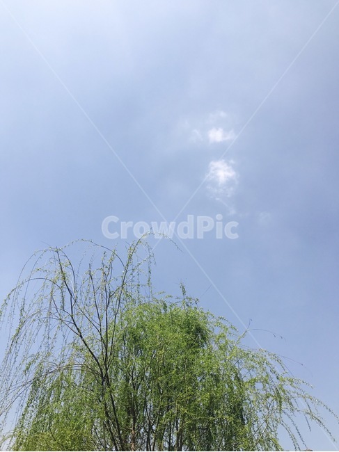 초록,하늘,나무,버드나무,green,자연,풍경,nature,landscape,식물,plants,나무,trees,wood