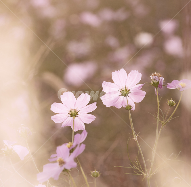 코스모스,cosmos,blossom,식물,plant,제라늄,flower,꽃,geranium,가을,계절,fall,autumn,season,꽃,flower