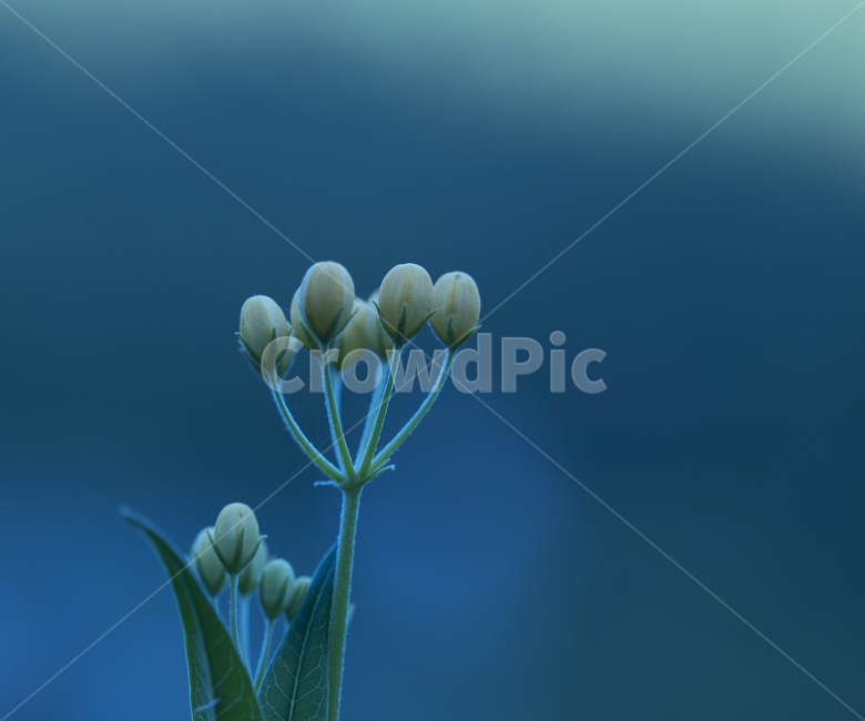 작은꽃,꽃,여름,정원,귀여운꽃