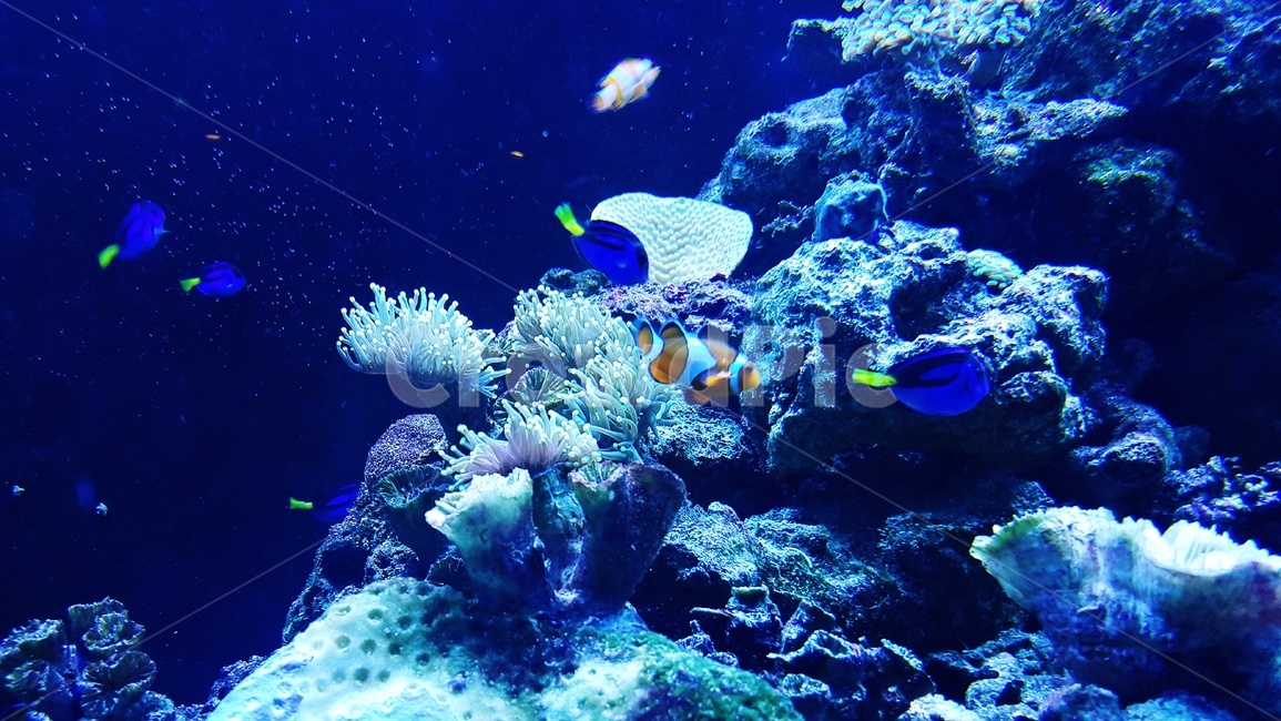 물고기,바다,아쿠아리움,수족관,바닷속,바다친구들,어류,물고기,fish