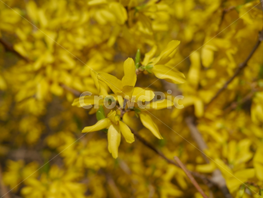 개나리,꽃,봄,봄꽃,노란꽃,봄,계절,spring,season,식물,자연,plants,nature,꽃,flower,plant