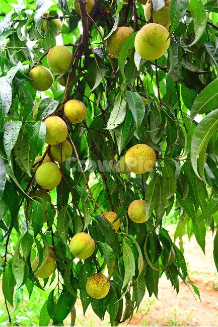 복숭아,과일,열매,달콤한,새콤한,peach,나무열매,주스,잼,통조림,황도,백도,젤리,food,음식,입맛,맛,taste,식물,자연,plants,nature,음식,식재료,요리,food,cook,meal,dishes,food reserves,과일,열매,fruit