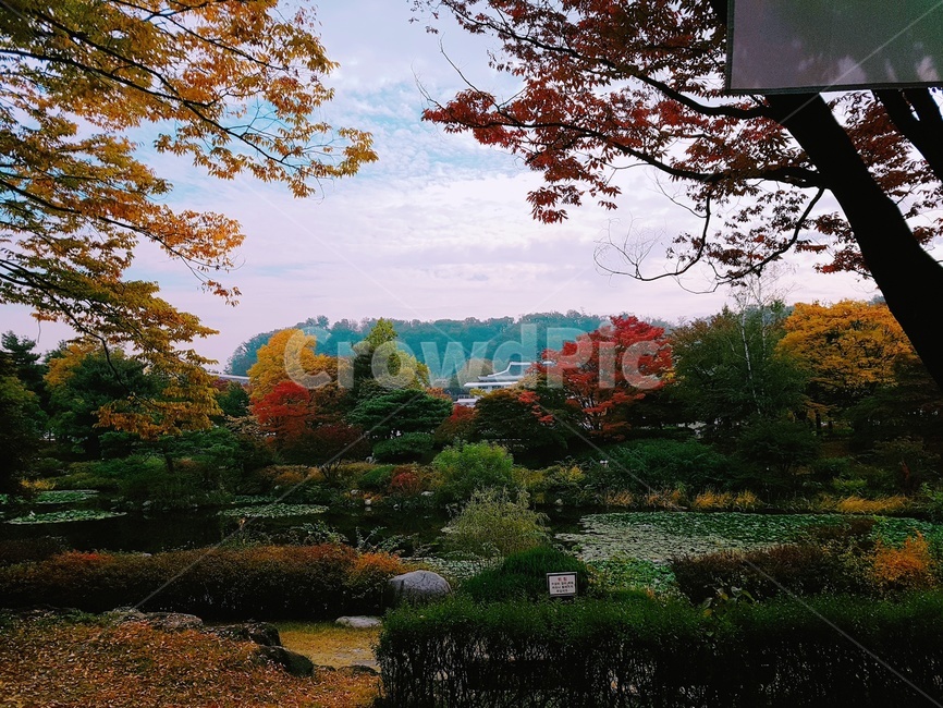 자연,풍경,나무,풀,가을,단풍