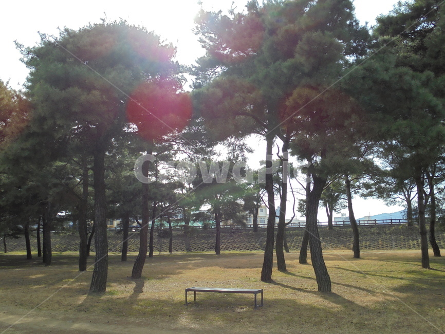 자연,자연물,하늘,구름,풀,땅,햇빛,흙,nature,tree,sky,sun,나뭇가지,공기,air,자연,풍경,nature,landscape,bench,벤치,light,빛,flare,플레어