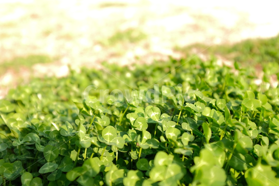 클러버,clover,plant,식물,grass,풀,green,ground,땅,녹색,네잎클로버,행운,luck
