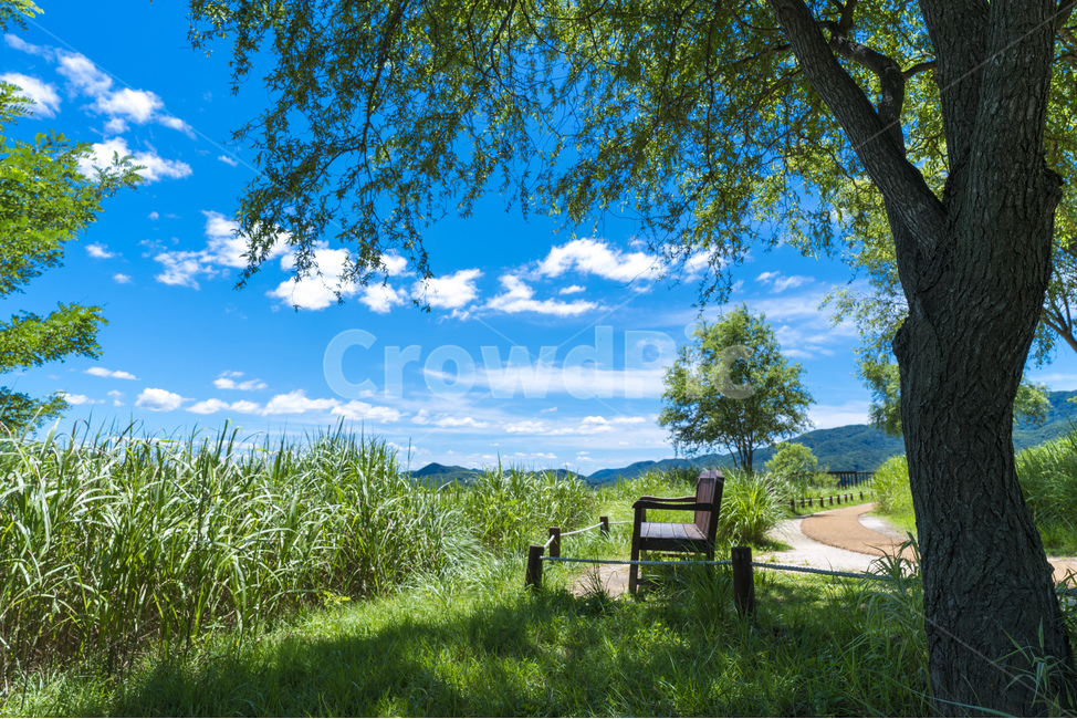 양평,여름,파란하늘,다산생태공원,하늘,자연,풍경,nature,landscape,휴식,힐링,rest,relaxation,healing,outdoors,옥외,tree,나무,plant,식물