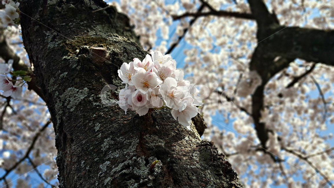벚꽃,꽃,flower,식물,blossom,plant