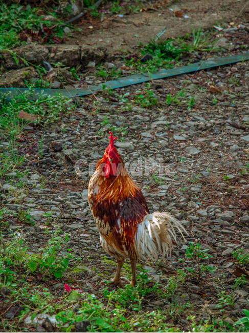 가금류,poultry,새,animal,chicken,치킨,fowl,동물,닭,벼슬,시골,country,동물,animal,조류,새,birds