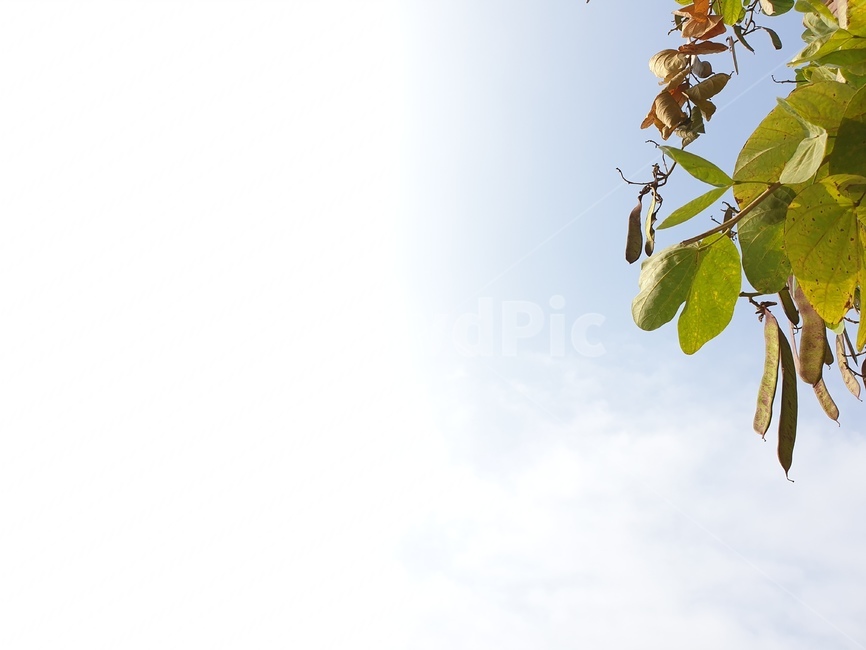 plant,식물,leaf,잎,나무,자연,하늘,sky,베트남,하노이,하얀