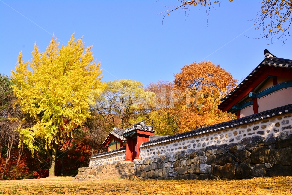 남한산성,가을,시즌,전통,돌담,사당,세계문화유산,유네스코,단풍,은행나무,계절,10월,보존,역사,기록,히스토리,history,unesco,기와집,늦가을,아름다움,한국적,풍경,korean,old,건축물,집,하우스,house,가을,계절,fall,autumn,season,한국전통,한국문화,korean traditional,korean culture,랜드마크,landmark,tourist attraction,한국랜드마크,한국관광지,한국명소,korea landmark,korea tourist attraction,architecture,building,건물