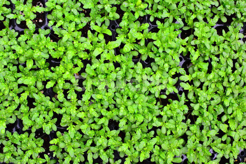 채소,야채,쌈채소,음식,식재료,food,green,fresh,신선한,싱싱한,plant,건강식품,푸성귀,건강식,vegetable,채소밭,어린,다이어트,이슬,물방울,식물,자연,plants,nature,음식,식재료,요리,food,cook,meal,dishes,food reserves,채소,야채,vegetables