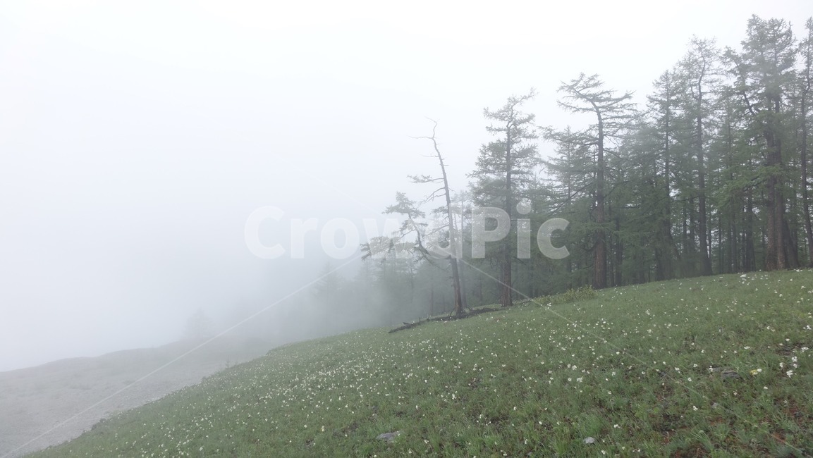숲,forest,nature,자연,tree,나무,fog,안개