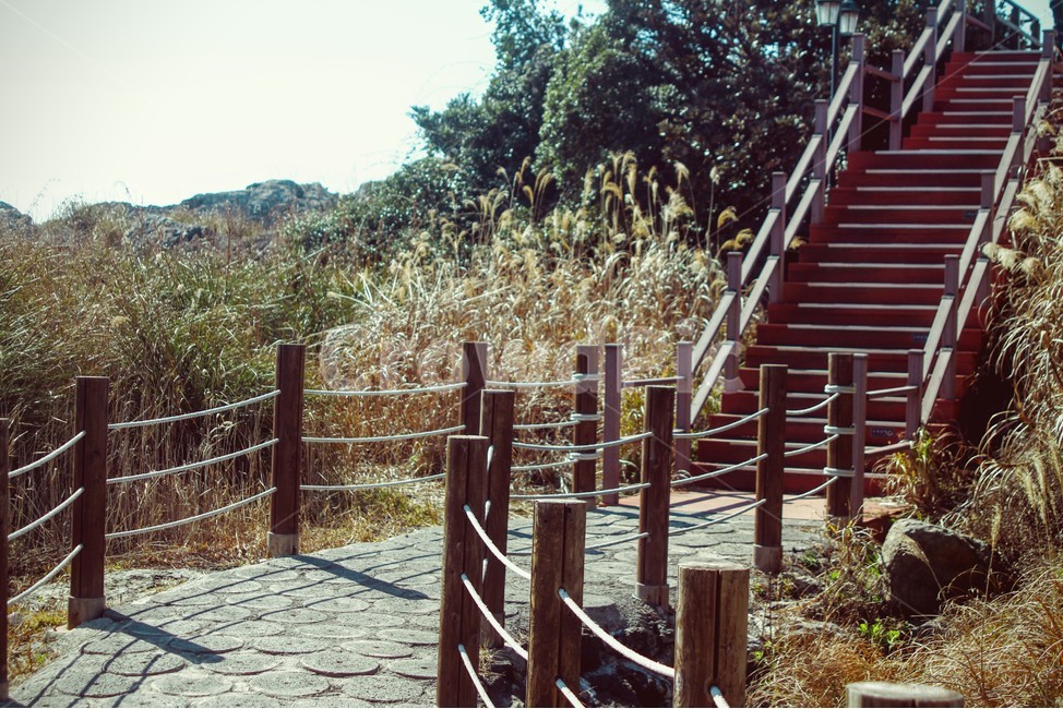 억새,풀,산책길,나무,계단,감성,sensible,feeling