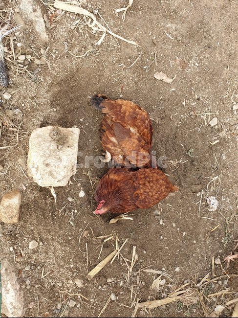 닭,모래샤워,동물복지,동물,산란계,닭장,진드기