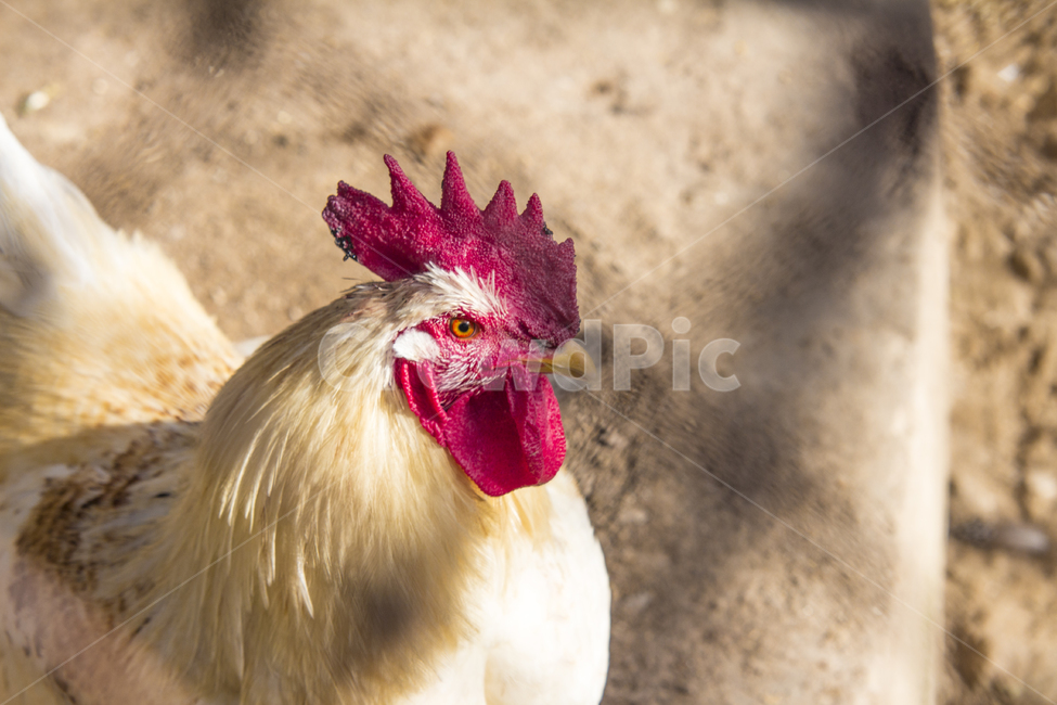 동물,닭,토종닭,수탉,새,조류,부리,가축,닭띠,동물,animal,조류,새,birds