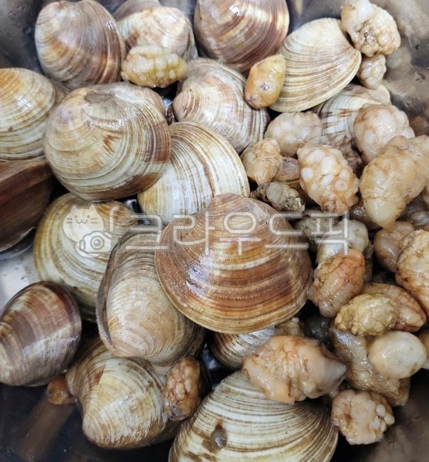 백상합,백합,백상합조개,백합조개,조개,백생합,생합,음식,오만둥이,미더덕,식재료,seashell,food