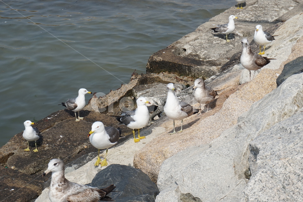 갈매기가족,새,갈매기,바다,군포항,동물,animal,조류,새,birds